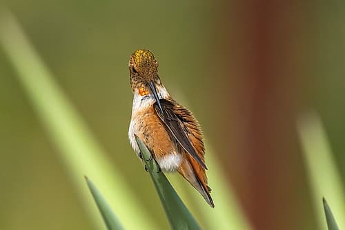 USA, New Mexico. Rufous hummingbird perched on yucca leaf. Art Print